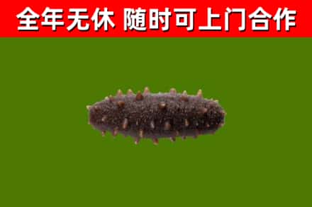 天峨烟酒回收干海参.jpg